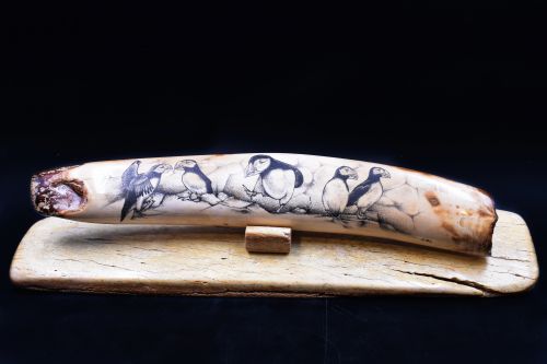 PUFFINS SCRIMSHAW